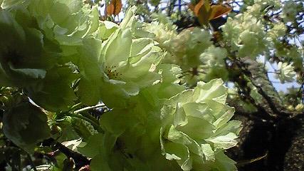c0097620_23145697.jpg