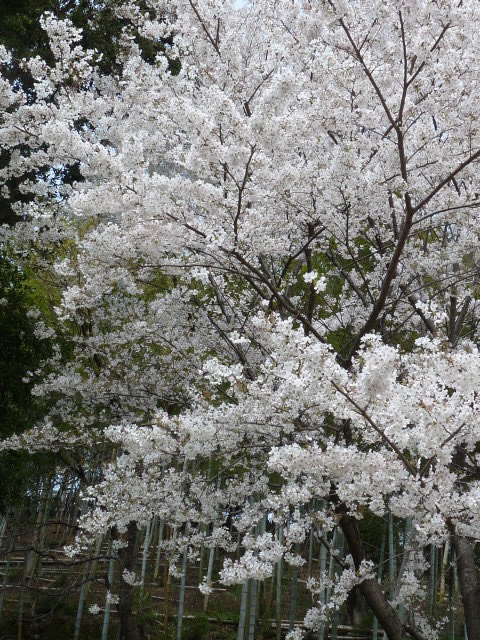 c0100534_8413539.jpg