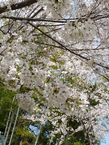 c0100534_8414958.jpg