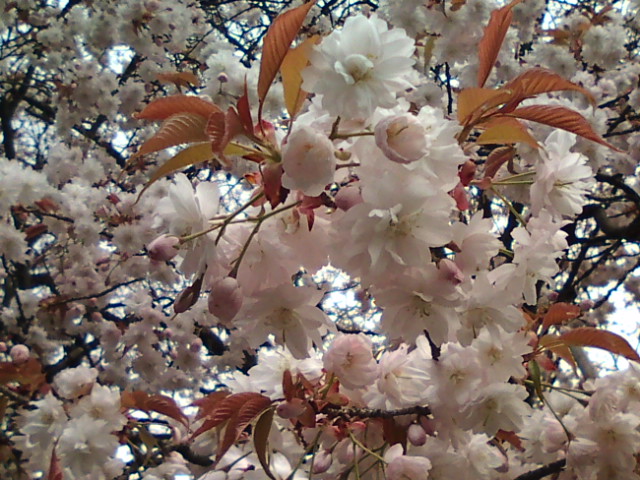 c0213035_18412094.jpg