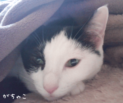 a0166338_18545778.gif