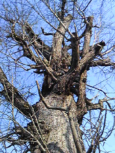 e0156339_22125366.jpg