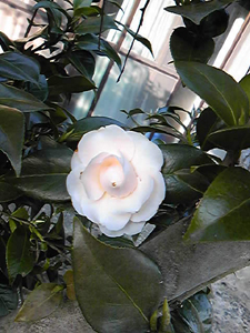 e0156339_22153319.jpg