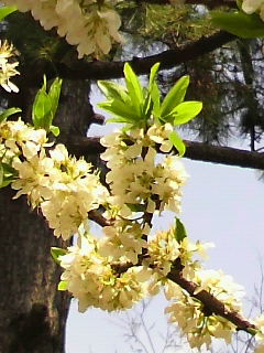 e0065350_042544.jpg