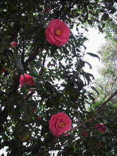 e0065350_0432082.jpg