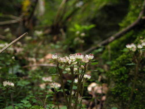 c0179351_1953751.jpg