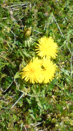d0000459_913454.jpg