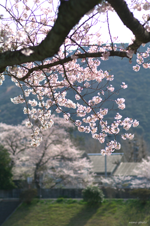 b0177262_20151269.jpg