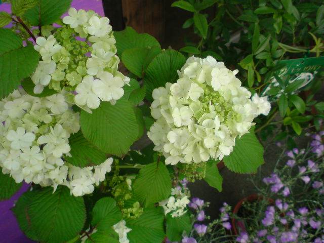 f0220768_11414455.jpg
