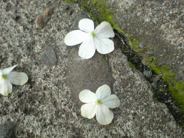 f0220768_11414492.jpg
