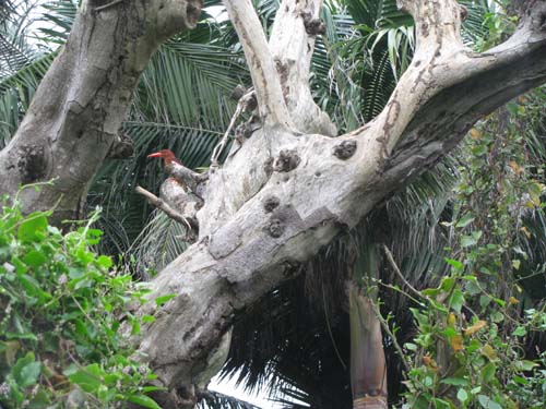 c0064389_1335281.jpg