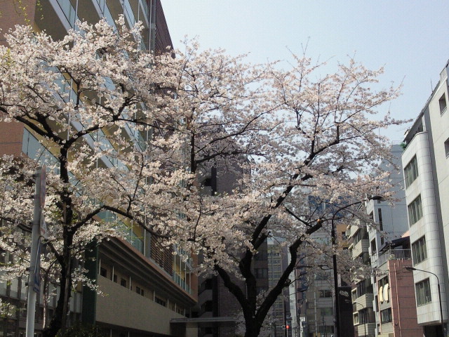 e0017290_8591829.jpg