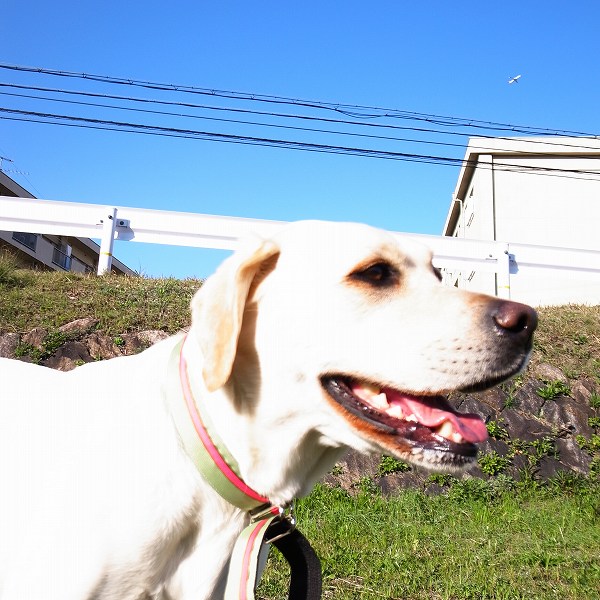 d0091700_230369.jpg