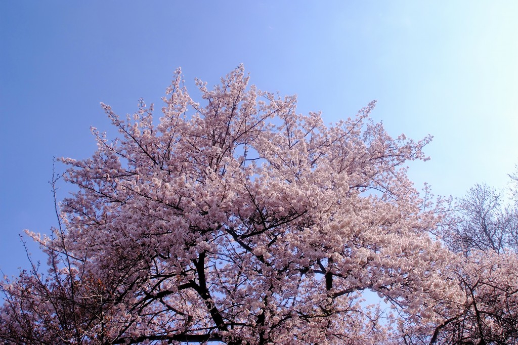 c0157702_2133292.jpg