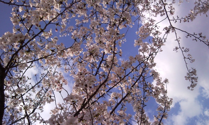 c0008209_1238822.jpg