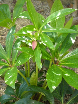 c0145209_1633140.jpg