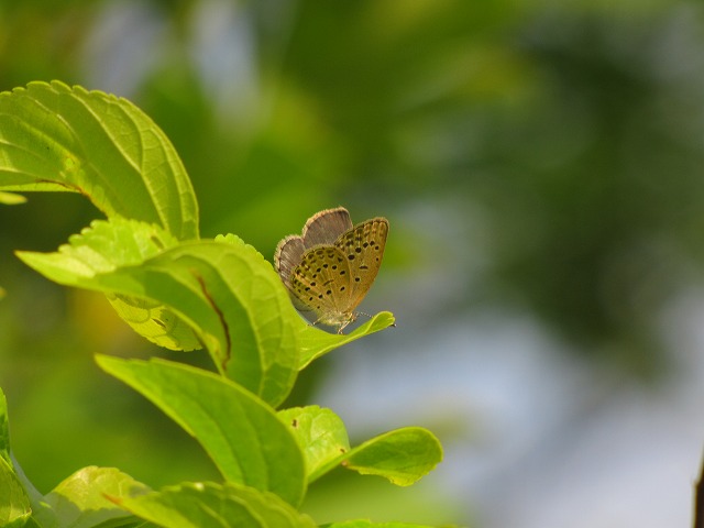 d0037110_20431444.jpg