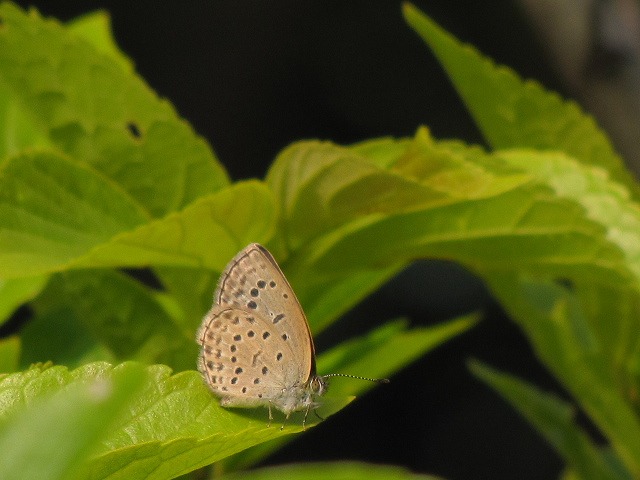 d0037110_20444972.jpg