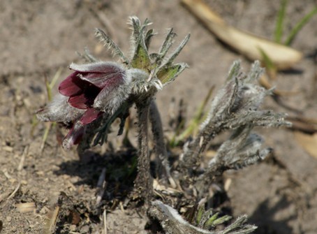 c0042418_8435212.jpg