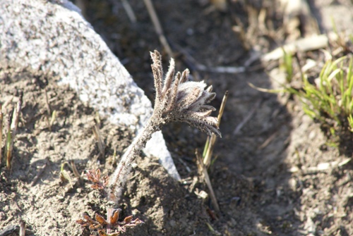 c0042418_8441898.jpg
