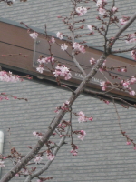 b0147224_21101256.jpg