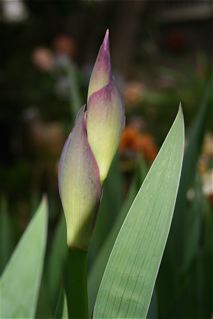 c0199728_0424669.jpg