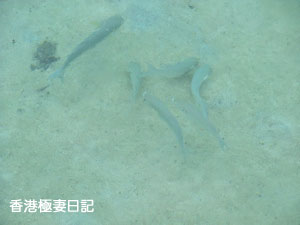 f0190653_8453615.jpg