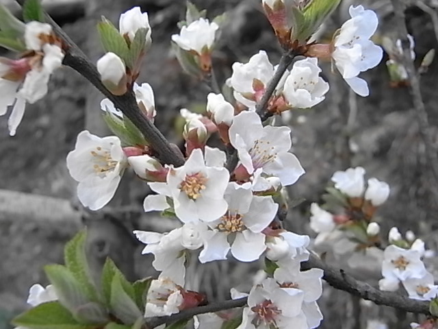 a0146070_19151619.jpg