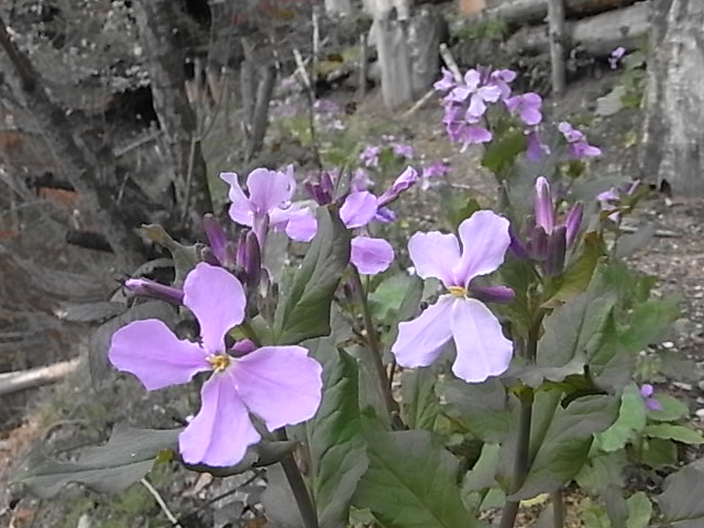 a0146070_1992546.jpg