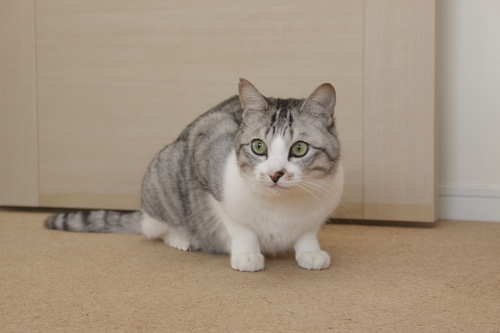 ひどい 目撃したお坊ちゃん