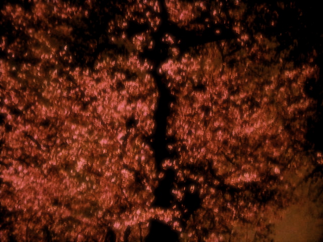 a0157704_375799.jpg