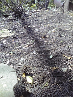 f0049813_1084251.jpg