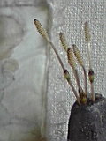 f0049813_1084389.jpg