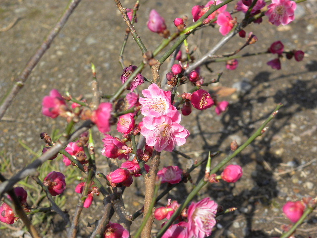 c0000134_15475597.jpg