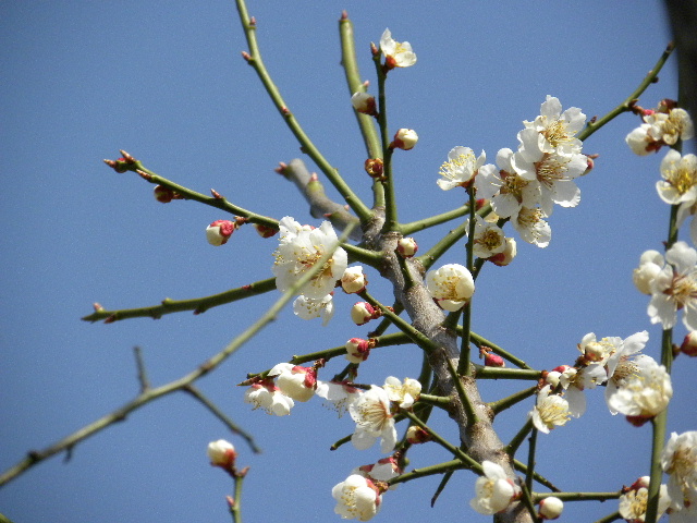 c0000134_15485649.jpg