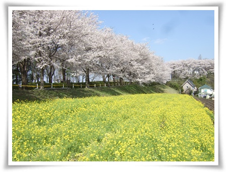 菜の花と桜