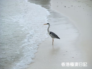 f0190653_823648.jpg