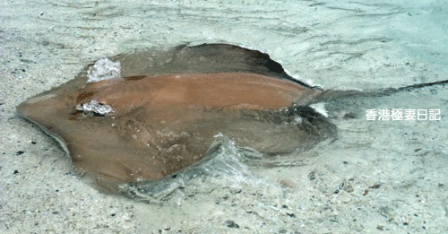 f0190653_851774.gif