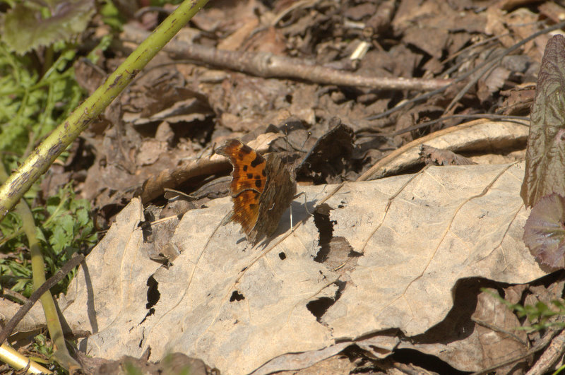 d0098057_14581750.jpg