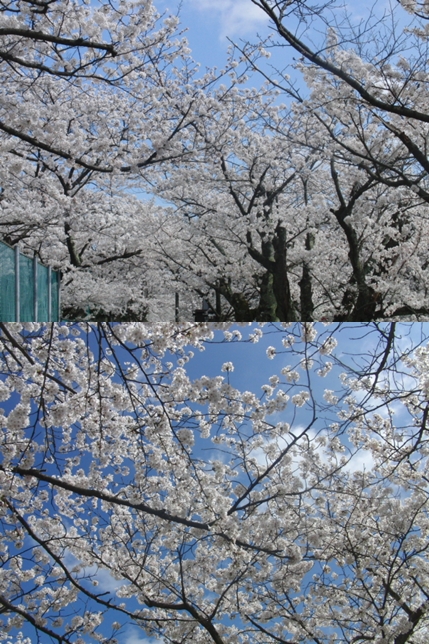c0163878_1733187.jpg