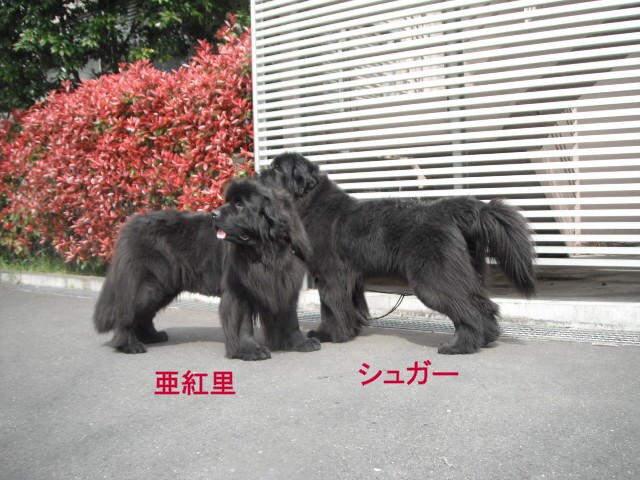 e0162984_19234587.jpg
