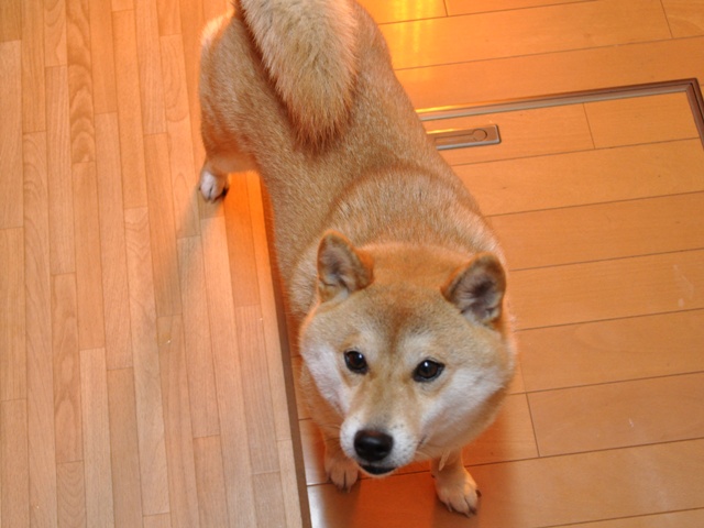 a0126590_1505216.jpg