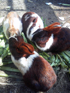 b0080090_10291011.jpg