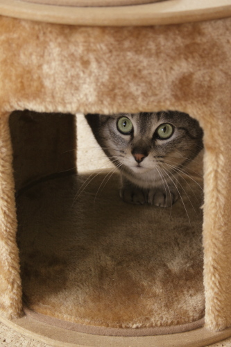 ぶたれるのは嫌 猫タワーハウスの中から見上げるお嬢さん