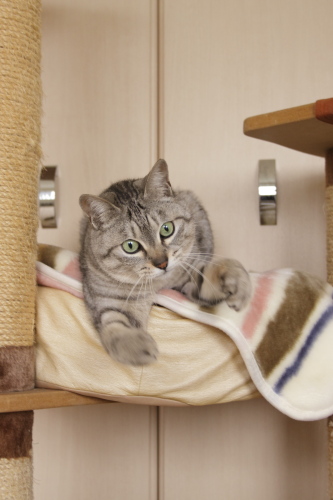 いただき! 猫タワーベッドから身を乗り出して両手で虫さんに挑むお嬢さん