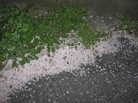 f0033598_282741.jpg