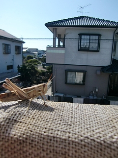 b0073616_23283042.jpg