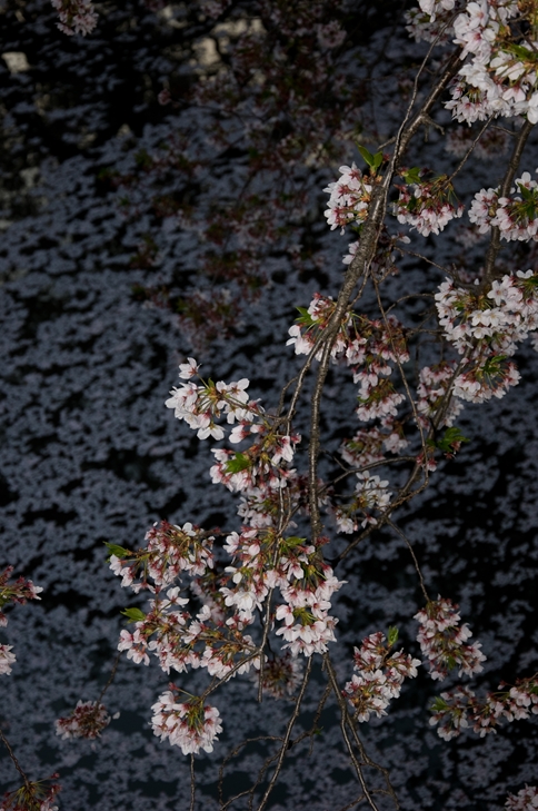 f0040525_227486.jpg