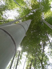 a0156230_20225231.jpg
