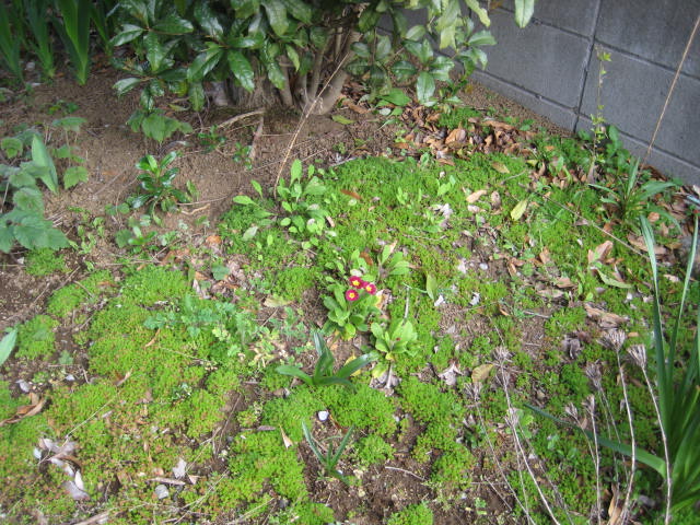 e0166032_1750237.jpg